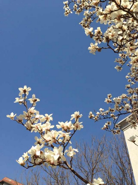 美丽惠园随手拍